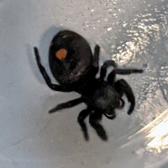 Phidippus audax