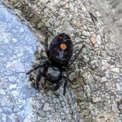 Phidippus audax