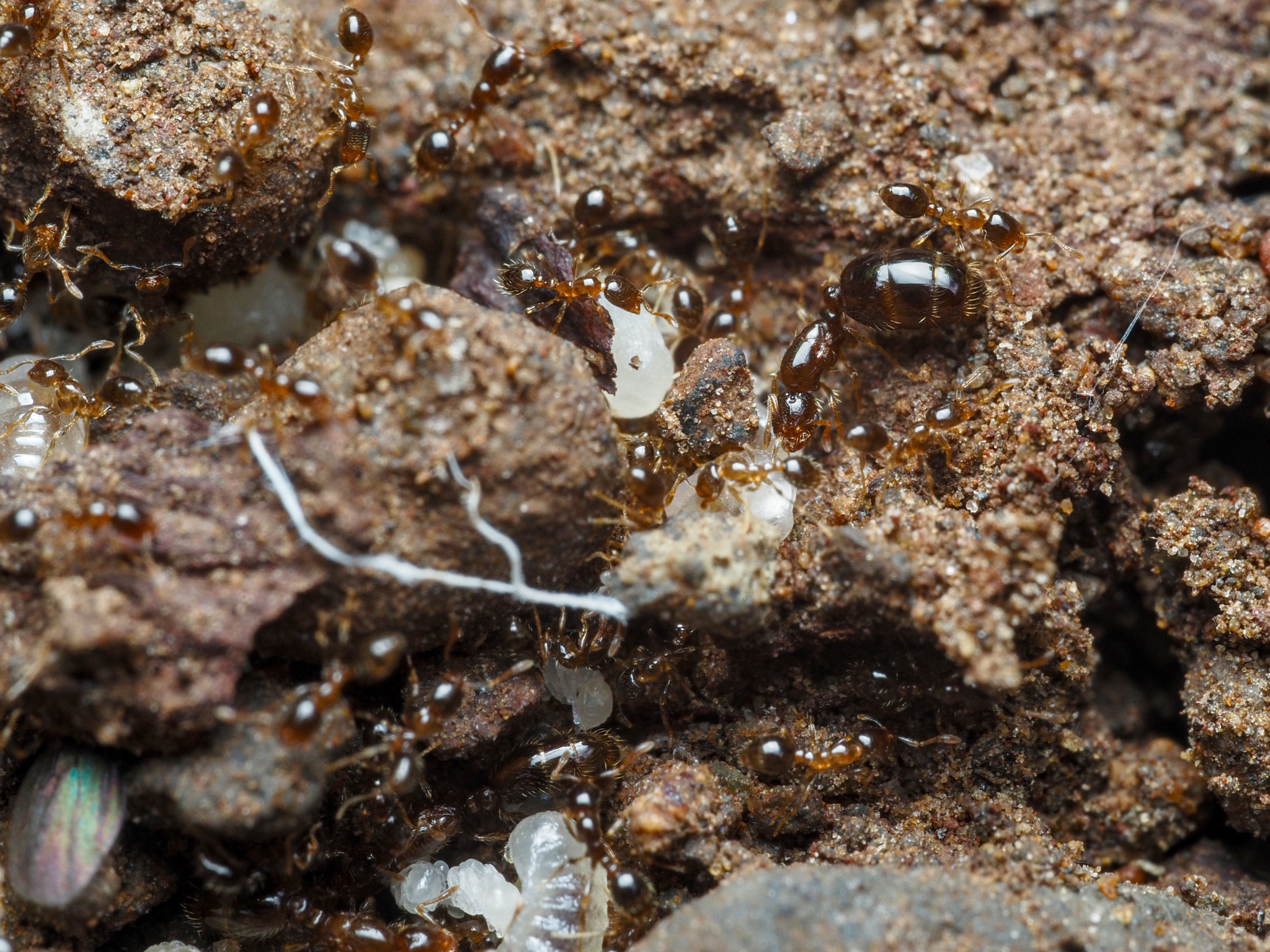 Solenopsis papuana