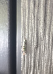 Nectopsyche exquisita