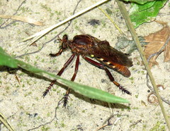 Diogmites basalis