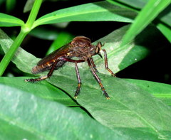 Diogmites basalis