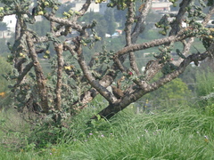 Toxostoma curvirostre