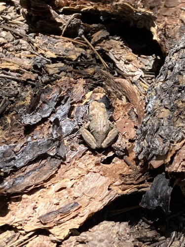 iNaturalist observation photo of Pacific chorus frog