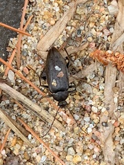 Capnochroa fuliginosa