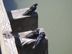 Hirundo rustica erythrogaster