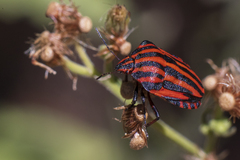 Graphosoma italicum italicum