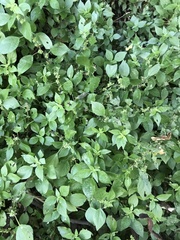 Parietaria judaica