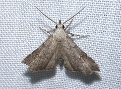 Redectis pygmaea