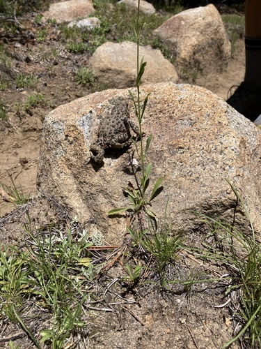 iNaturalist observation photo of Yosemite Toad