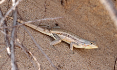 Sceloporus arenicolus