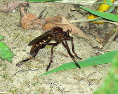 Diogmites basalis