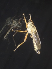 Neomochtherus pallipes