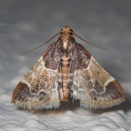 Meal moth photo 5