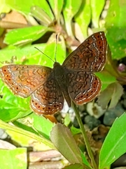 Detritivora barnesi