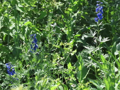 Delphinium cultorum