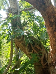 Philodendron warszewiczii