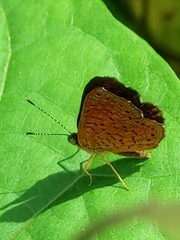 Detritivora barnesi