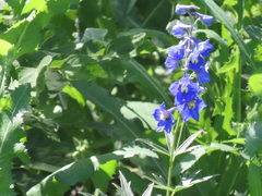 Delphinium cultorum