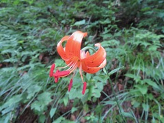 Lilium medeoloides