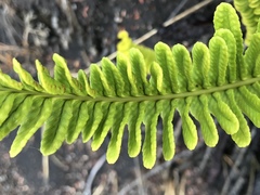 Polypodium pellucidum vulcanicum