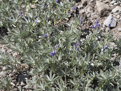 Lupinus obtusilobus