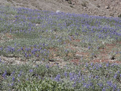 Lupinus obtusilobus