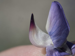 Lupinus obtusilobus