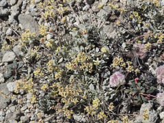 Eriogonum marifolium
