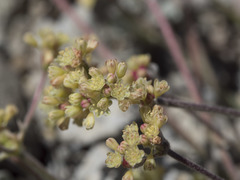 Eriogonum marifolium