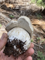 Boletus edulis grandedulis