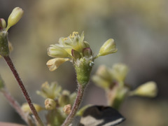 Eriogonum marifolium