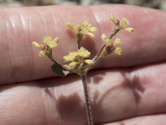 Eriogonum marifolium
