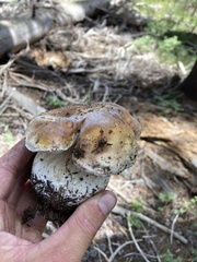 Boletus edulis grandedulis