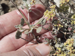 Eriogonum marifolium