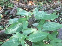 Collinsonia canadensis