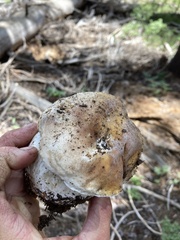 Boletus edulis grandedulis