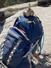 Boletus edulis grandedulis