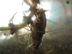 Nepomorpha