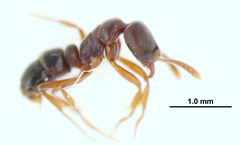 Hypoponera opaciceps