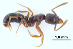 Hypoponera opaciceps