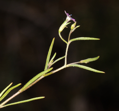 Allophyllum capillare