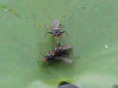 Hydromyza