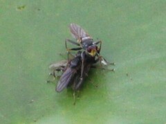 Hydromyza