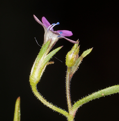 Allophyllum capillare