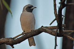 Masked Woodswallow photo 4