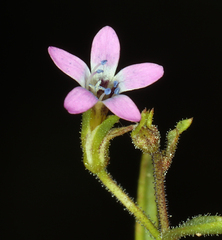 Allophyllum capillare