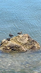 Arenaria melanocephala