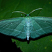 Bad-wing Moth - Photo (c) Mike Dufour, some rights reserved (CC BY-NC), uploaded by Mike Dufour