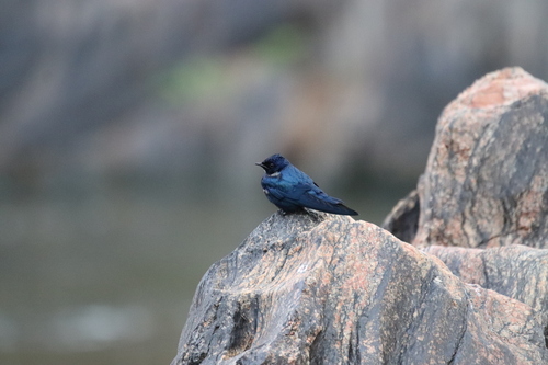 White-bibbed Swallow (Hirundo nigrita), photo 8
